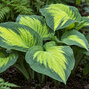 Hosta 'paul's glory' - funkia - Hosta 'Paul's Glory' detail listu