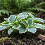 Hosta 'school mouse' - funkia - Hosta 'School Mouse'