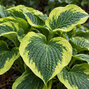 Hosta 'wide brim' - funkia - Hosta 'Wide Brim' 1