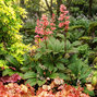 Rodgersia 'bronze peacock' - rodgerzia - Rodgersia 'Bronze Peacock' 