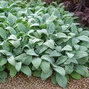 Stachys 'big ears' - čistec - Stachys 'Big Ears' 