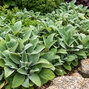 Stachys 'big ears' - čistec - Stachys 'Big Ears'  1