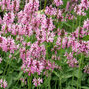 Stachys 'pink cotton candy' - čistec - Stachys 'Pink Cotton Candy' 