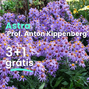 Astra 'prof. anton kippenberg' 3+1 grátis - Aster Profesor