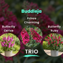 Budleja trio - Budleja trio