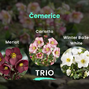Čemerice trio - Čemerice TRIO