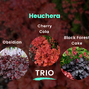 Heuchera trio - Heuchera TRIO