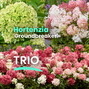 Hortenzia 'groundbreaker' trio - Balíky web Poni Veni (1080 x 1080 пикс.)
