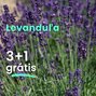 Levanduľa 3+1 grátis - Levandula 3 a 1