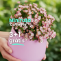 Miniruža 'cutie pie' 3+1 grátis - Balíky web Poni Veni (1080 x 1080 пикс.) - 25