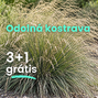 Odolná kostrava  3+1 grátis - Festuca meirei