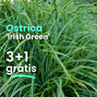 Ostrica 'irish green' 3+1 grátis - Carex Irish Green