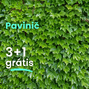 Pavinič  3+1 grátis - Pavinič