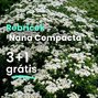 Rebríček 'nana compacta' - Rebricek