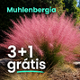 Texaská tráva 3+1 grátis - Muhlenbergia
