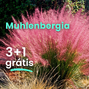 Texaská tráva 3+1 grátis - Muhlenbergia capillaris