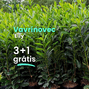 Vavrínovec 'elly' 3+1 grátis - Balíky web Poni Veni (1080 x 1080 пикс.) - 24
