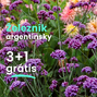 Železník argentínsky 3+1 grátis - Verbena bonariensis