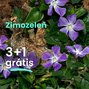 Zimozeleň  3+1 grátis - Zimozelen