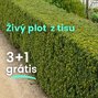 Živý plot z tisu 3+1 grátis - Zivy plot