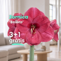 Zornica 'bolero' 3+1 grátis - Bolero