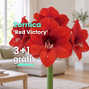 Zornica 'red victory' 3+1 grátis - Red Victory