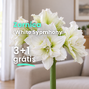 Zornica 'white symphony' 3+1 grátis - White symphony