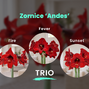 Zornice 'andes' trio - Andes Trio