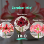 Zornice 'mix' trio - zornice mix