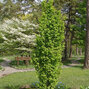 Carpinus 'fastigiata' - hrab k1l - Carpinus 'Fastigiata'