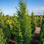 Carpinus 'fastigiata' - hrab k1l - Carpinus 'Fastigiata' 1