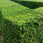 Ilex 'luxus hedge' - cezmína k1l - Ilex 'Luxus Hedge'