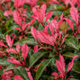 Photinia 'little fenna' - červienka - Photinia 'Little Fenna' list