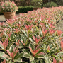 Photinia 'pink crispy' - červienka k2l - Photinia 'Pink Crispy'