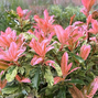 Photinia 'pink crispy' - červienka k2l - Photinia 'Pink Crispy' 2