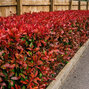 Photinia 'red robin' - červienka - Photinia 'Red Robin'
