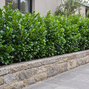 Prunus 'novita' - vavrínovec - Prunus 'Novita'