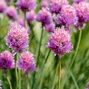 5250758_allium_schoenoprasum_02
