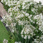3252011_allium_tuberosum_02