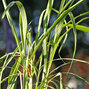 9250102_cymbopogon_citratus_01