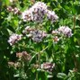 4210679_origanum_vulgare_02