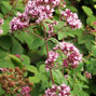 4210679_origanum_vulgare_03
