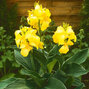 3233388_canna_yellow_01