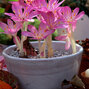 11233112_colchicum_giganteum_01