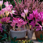 11233112_colchicum_giganteum_02