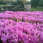 11233112_colchicum_giganteum_03
