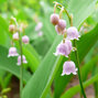5241909_convallaria_rosea_01