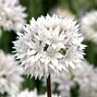 9223175_allium_graceful_beauty_02