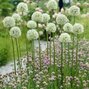 9250706_allium_mont_blanc_01