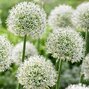 9250706_allium_mont_blanc_02